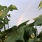 Rainbow Through Cotton Plants