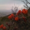 Claret cup cactus on west escarpment of Twin Peaks. Hill Country State Natural Area