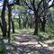 The Old Oaks at Hill Country