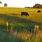 Cattle on a Hill