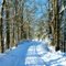 Snowy Country Road