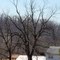 Champion Trees of Arkansas, Black Walnut