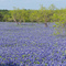 VCADD bluebonnets