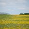 Bluebonnet Trail, Ennis, Tx