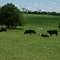Bluebonnet Trail, Ennis, Tx