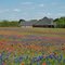 Bluebonnet Trail, Ennis, Tx
