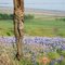 Ennis Texas Bluebonnet Trails