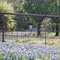 Ennis Texas Bluebonnet Trails