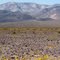 Panamint Valley. April 2010 wildflowers