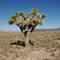 Death Valley NP