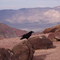 324 Death Valley, beim Towne Pass