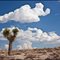Юкка коротколистая (Yucca brevifolia)