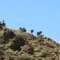 Wild Donkeys in SW Arizona