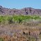 Lower Colorado River marsh near Imperial Wildllife Refuge Headquarters