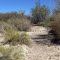 Riparian forest near the lower Colorado River, Arizona