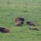 Sugarcreek, the rest of the bison