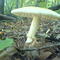Mushroom on the level