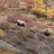 Alaska - Denali National Park