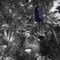 Wekiva springs