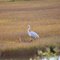 White Heron