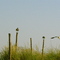 002 Perched Seaguls  on Dune Posts
