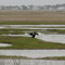 Cormorant on Great Bay Boulevard Marshes