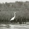 Heron Stalking