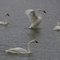 Trumpeter Swans at Magness Lake, AR