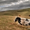 How now South Down cow?