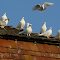 White oft of pigeons