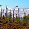 Flowers at Mauna Kea