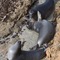 Cardwell Point- elephant seal pups