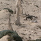 Caliche forest, San Miguel Island