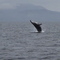 Humpback