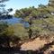Torrey Pine