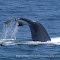 Santa Rosa Island Humpback Whale & Shearwater