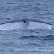 Santa Rosa Island Blue Whale Fluke