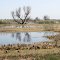 Kern Bird Refuge