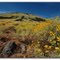 Brittle Bush