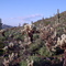 Cholla & Saguaro Cactus