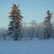 два дерева на болоте, two tree on marsh locality