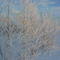 Берёзки при -50 C, birchs, weather -58 F