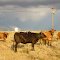 2012, A Bull and His Duty, AZ