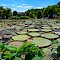 Wilhelma Stuttgart - Seerosen und Victoria Amazonica