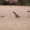 Gamble's Quail,  Awatookee, AZ. nov 28, 2006