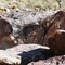Petroglyph at base of Telegraph Pass, Phoenix, AZ