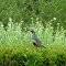 California Quail