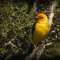 Western Tanager Near Camp Williams West Tickville Gate