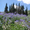 Willard Basin
