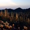 desert evening